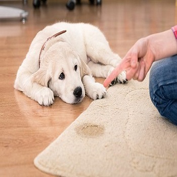 Carpet Cleaning Cottage Grove Oregon